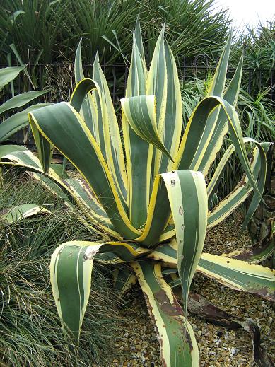 Agave americana 'Marginata' 