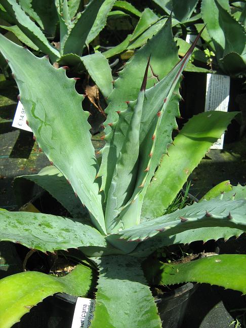 Agave americana protoamericana 