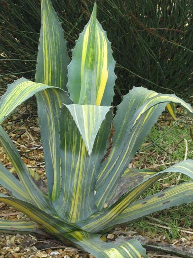 Agave americana 'Striata' 