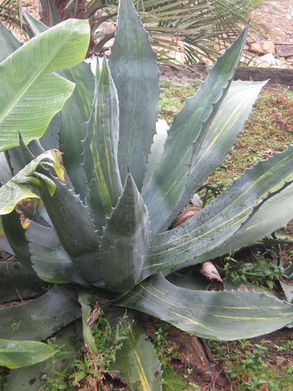 Agave americana 'Striata' 