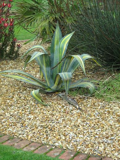 Agave americana 'Striata' 