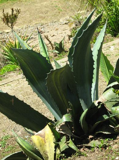 Agave americana 'Striata' 