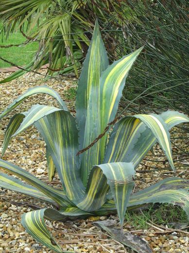 Agave americana 'Striata' 