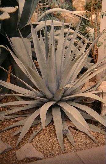 Agave applanata 