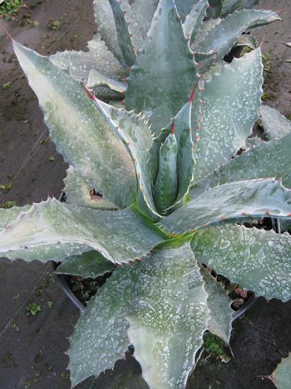 Agave atrovirens mirabilis 