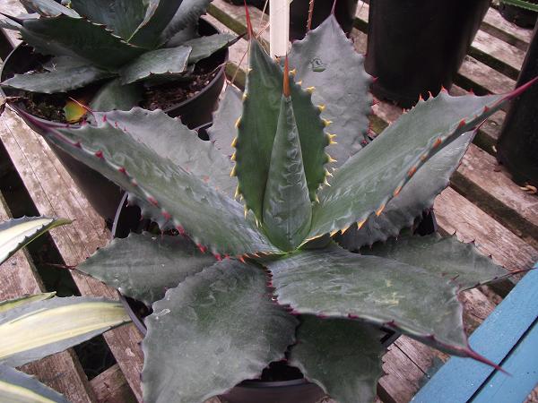 Agave atrovirens mirabilis 