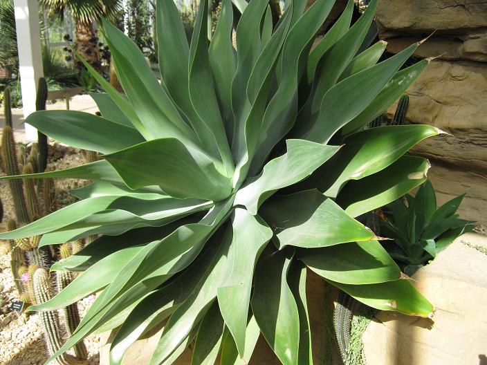 Agave attenuata 