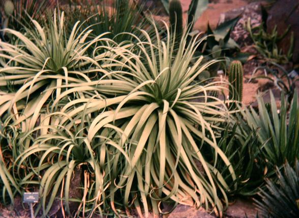 Agave bracteosa 