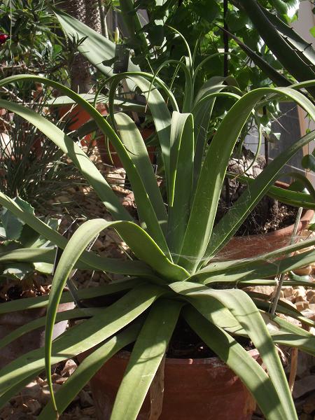 Agave bracteosa 