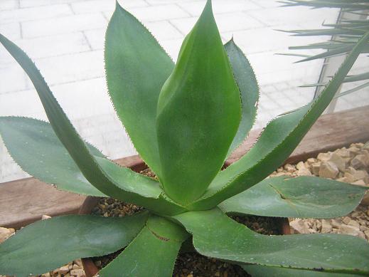 Agave celsii 