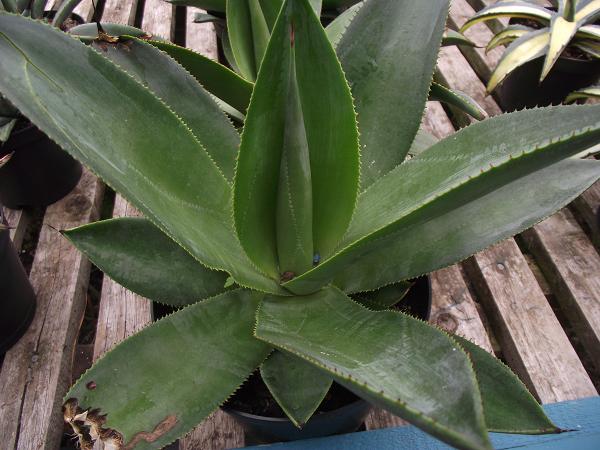 Agave celsii 