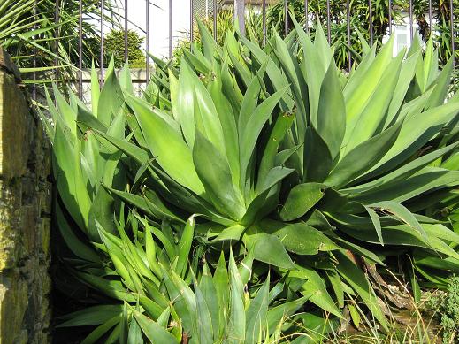 Agave celsii 