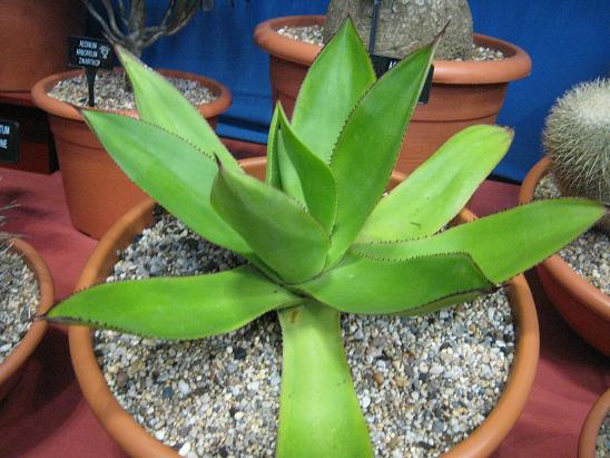 Agave celsii albicans 