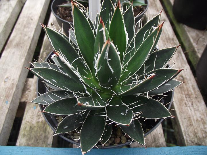 Agave colimana 