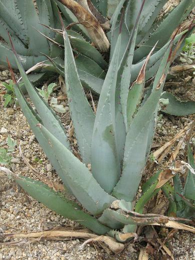 Agave desertii 