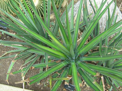 Agave difformis 