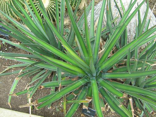 Agave difformis 