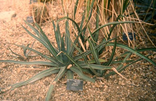 Agave difformis 