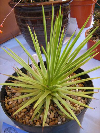 Agave echinatum 