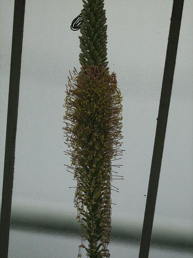 Agave fernandi-regis 