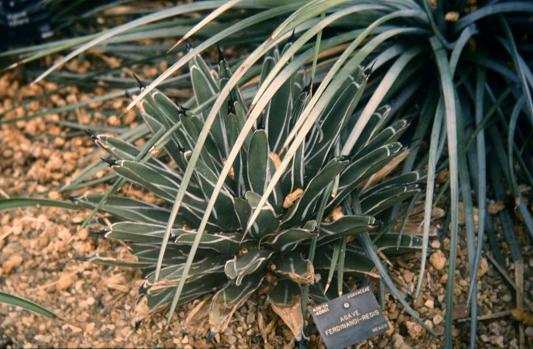 Agave fernandi-regis 