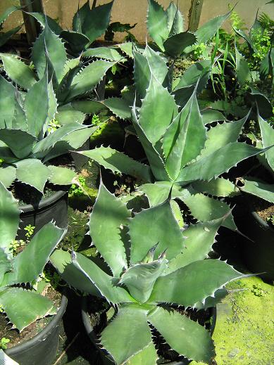 Agave ferox 