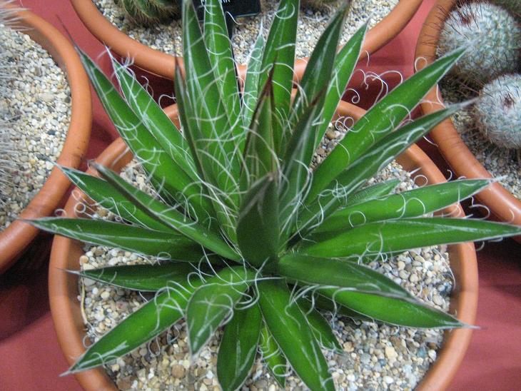 Agave filifera 