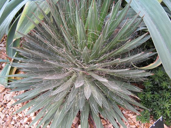 Agave filifera 