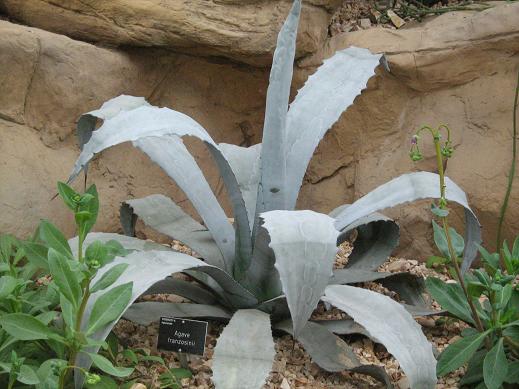 Agave franzosinii 