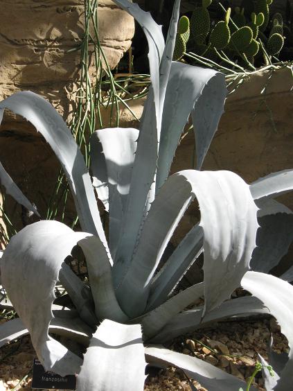 Agave franzosinii 