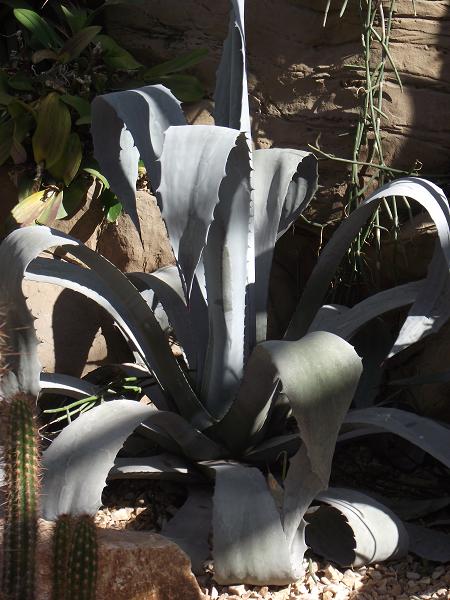 Agave franzosinii 