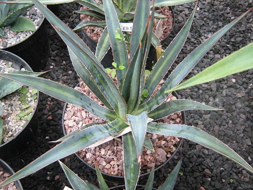 Agave garciae-mendozae 