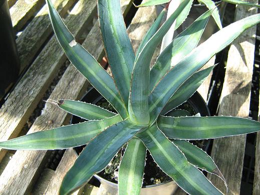 Agave garciae-mendozae 