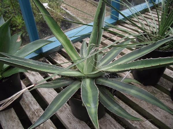 Agave garciae-mendozae 