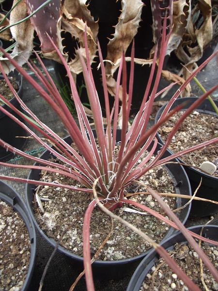 Agave geminiflora 