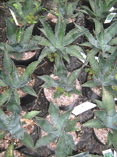 Agave gentryi 