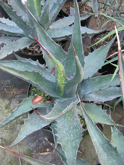 Agave gentryi 