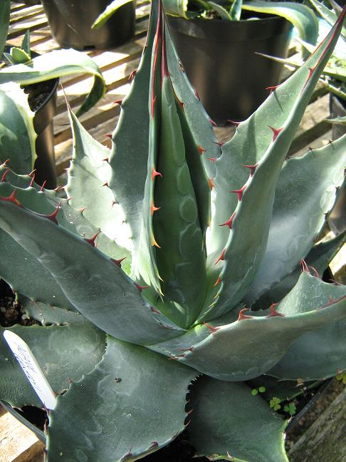 Agave gentryi 