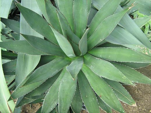 Agave ghiesbreghtii 