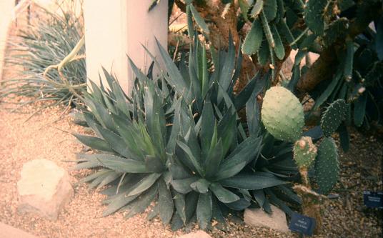 Agave ghiesbreghtii 