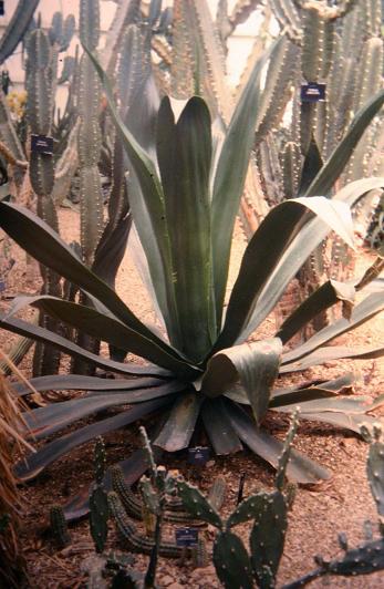 Agave harrisii 