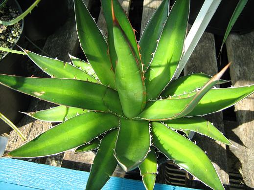 Agave horrida 