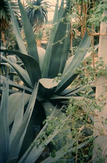 Agave ingens 