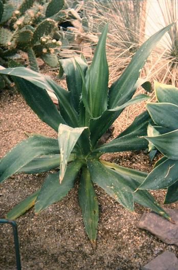 Agave keratto 