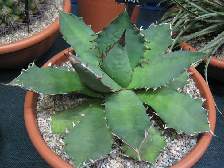 Agave kerchovei miniata 