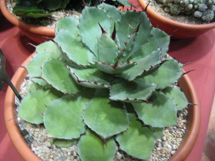 Agave 'Kichokan' 