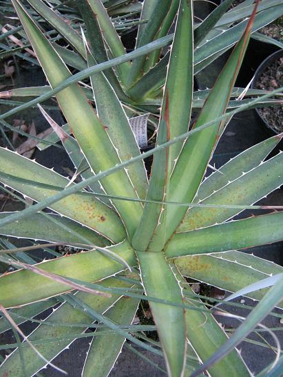 Agave lechuguilla 