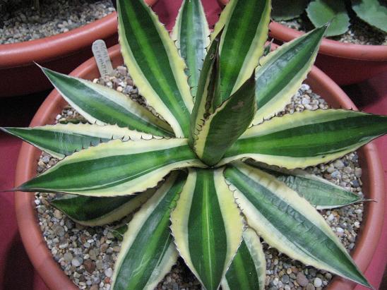 Agave lophantha 'Quadricolor' 