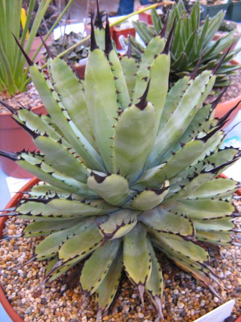 Agave macroacantha 