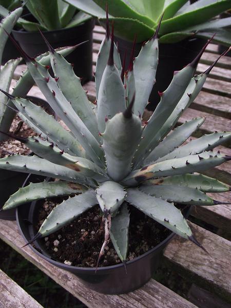 Agave macroacantha 